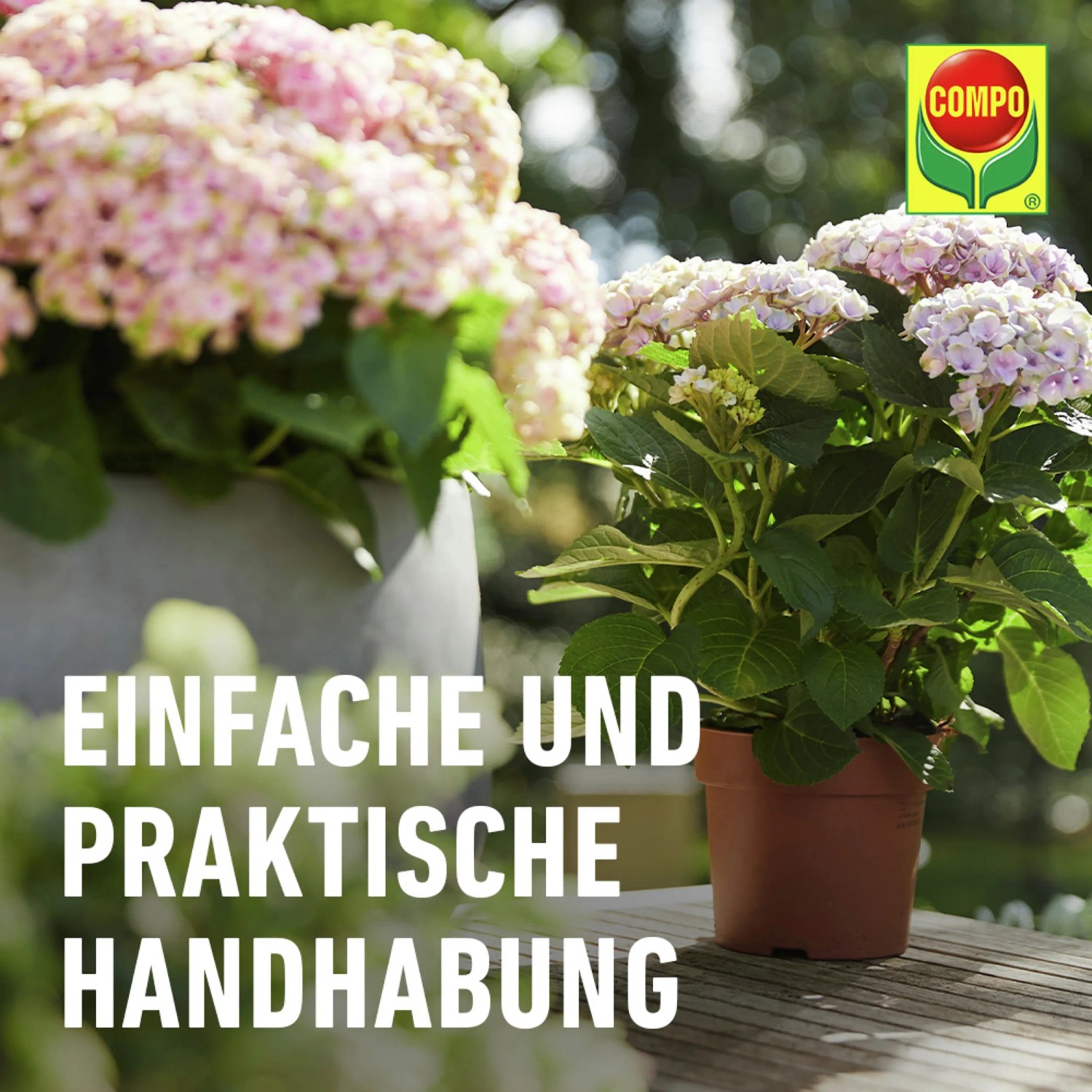 COMPO Düngestäbchen für Balkon- und Kübelpflanzen mit rosa Hortensien im Topf.