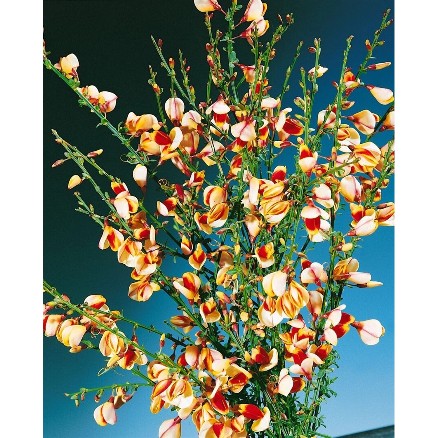 Cytisus Scoparius Besenginster Liza 60-80 cm günstig online kaufen
