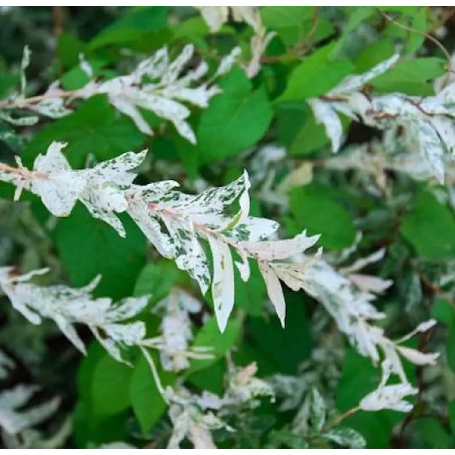 Zierweide Hakuro Nishiki 30-40cm - Salix integra