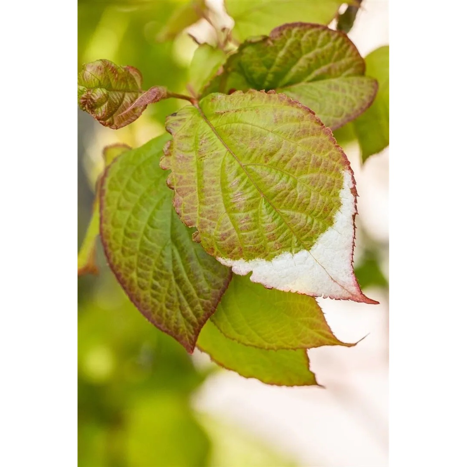 Detailaufnahme der grün-weißen Blätter der Actinidia Kolomikta Kiwi Kletterpflanze.