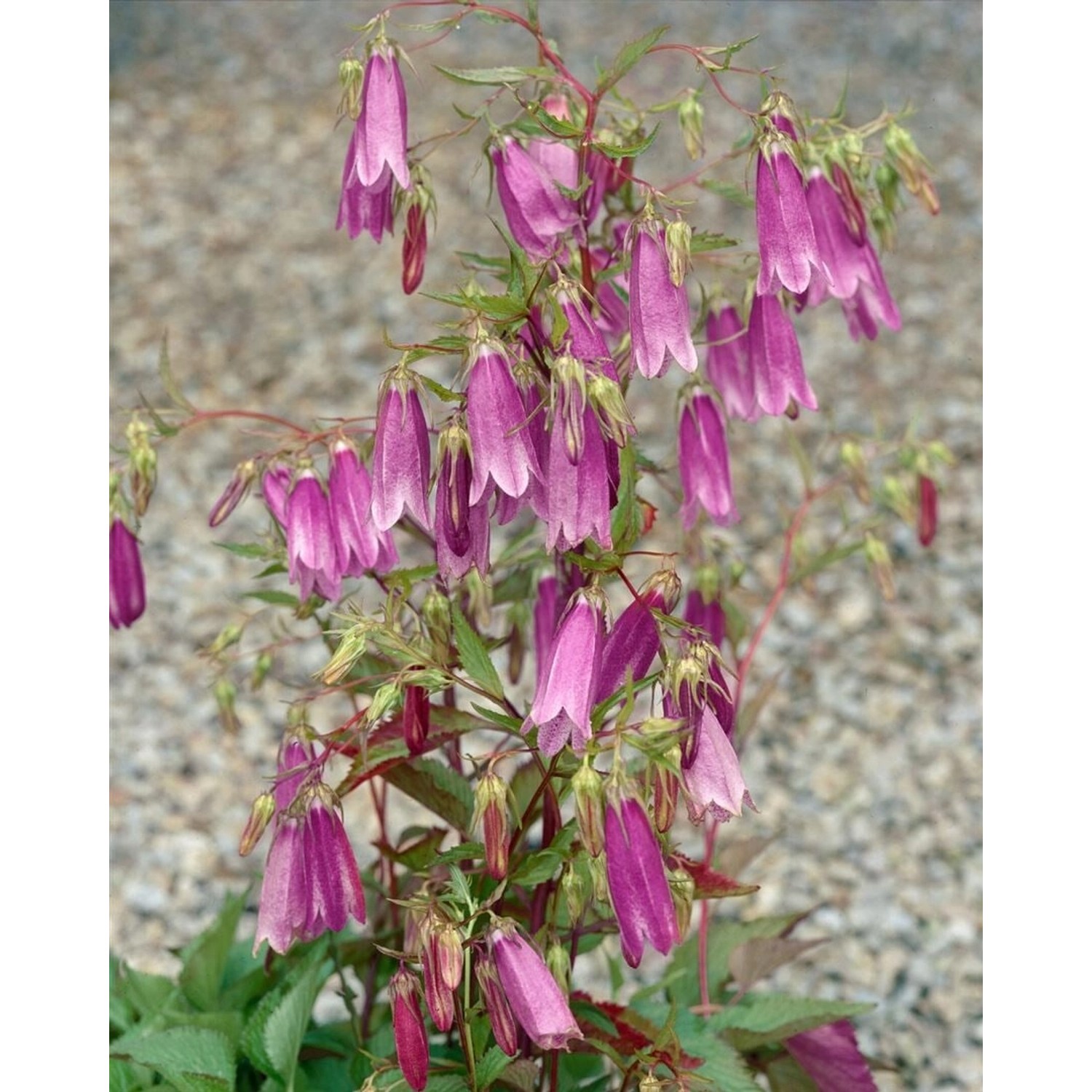 Campanula Punctata Rubriflora Gefleckte Glockenblume Ca. 9x9 cm Topf günstig online kaufen