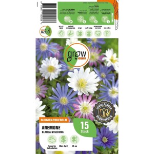 GROW by OBI Anemonen blanda Mischung 15 Stück Anemonen blanda Mixed