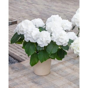 Strahlend weiße Bauernhortensie 'Schneeball' (Hydrangea macrophylla) im Topf.