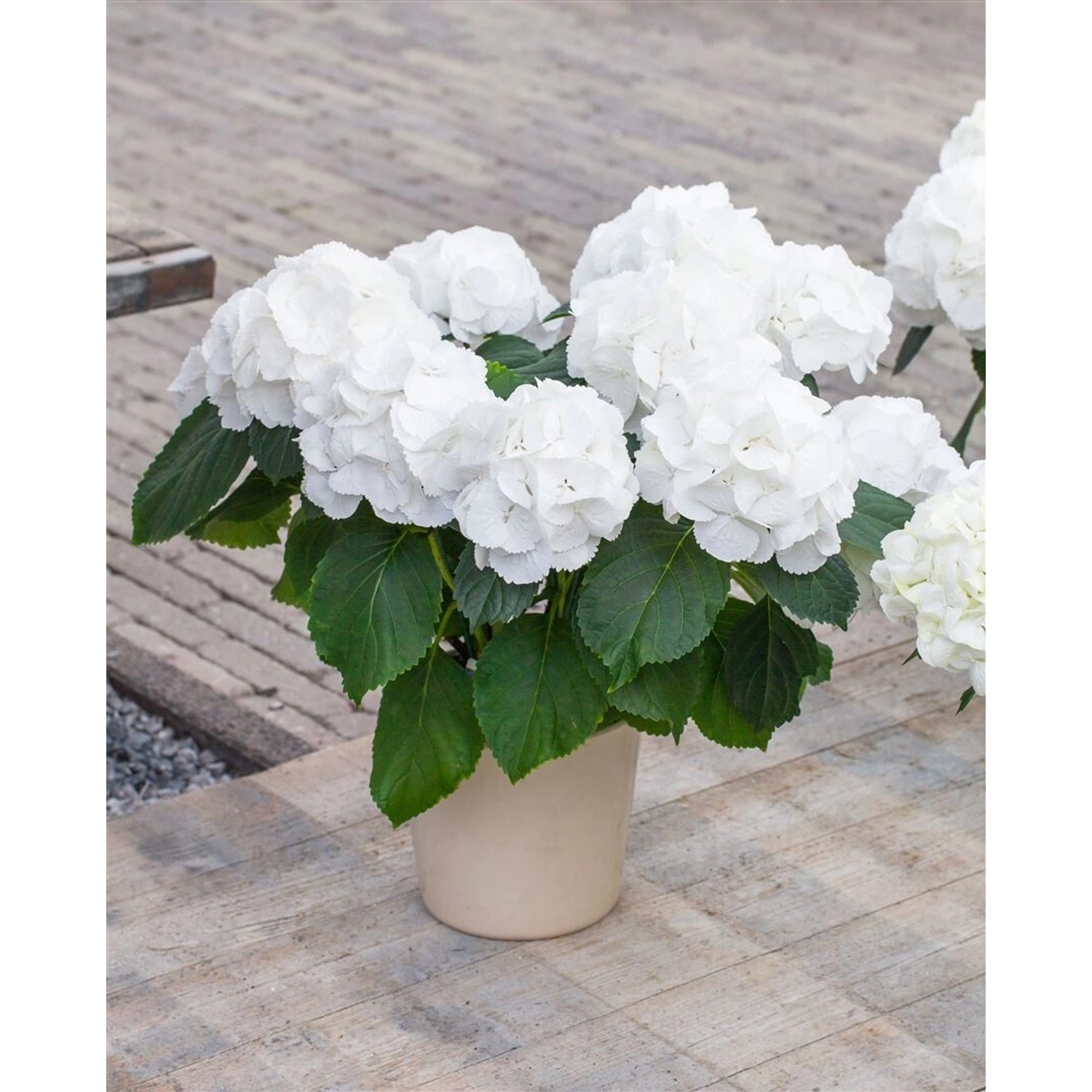 Hydrangea Macrophylla Bauernhortensie Schneeball 30-40 cm günstig online kaufen