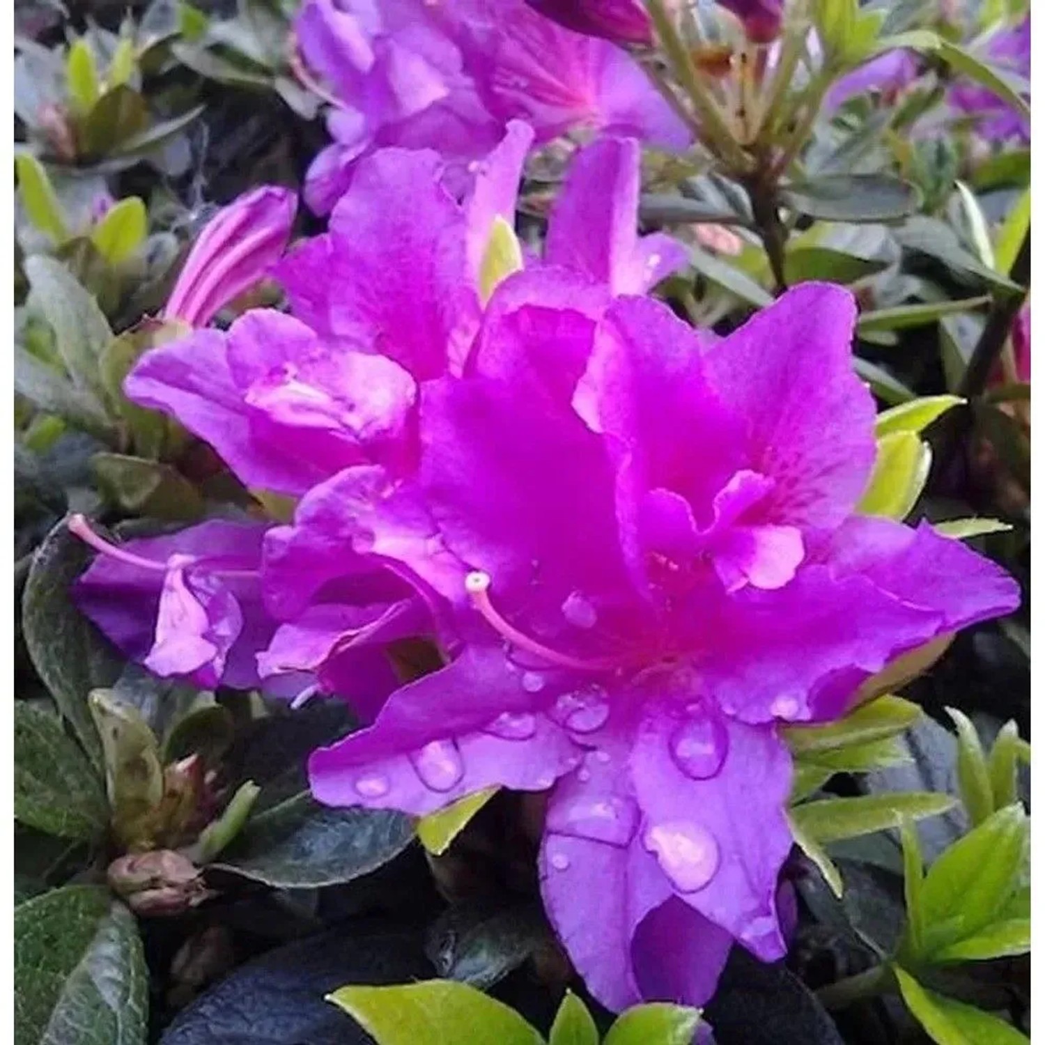 Kriechende Immergrüne Zwerg Azalee Galapagos 30-40cm - Rhododendron nakaharai