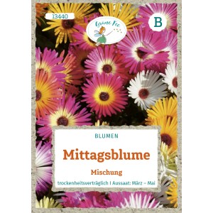 Grüne Fee Mittagsblume Mischung Saatgut mit bunten Blüten in Gelb, Pink und Weiß.