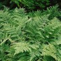 Buschiger, grüner Breitblättriger Wurmfarn (Dryopteris Dilatata) im 2-3 Liter Topf.
