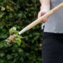 Kent & Stowe Löwenzahnzieher mit Langstiel in Aktion: Löwenzahn wird entfernt.