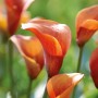 Nahaufnahme: Orangefarbene Calla Zantedeschia Blüten im Garten.