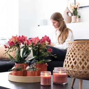 Zwei rote Phalaenopsis Orchideen Kongo im Topf als Deko-Set auf Tisch im Wohnzimmer.