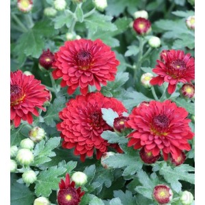 Leuchtend rote Winteraster 'Fellbacher Wein' (Chrysanthemum Indicum) mit vielen Blüten und Knospen, eine Gartenstaude.