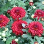 Winteraster Fellbacher Wein: Chrysanthemum Indicum mit roten Blüten und grünen Blättern.