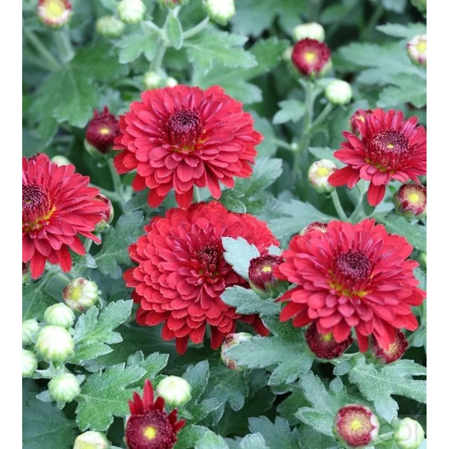 Winteraster Fellbacher Wein - Chrysanthemum Indicum