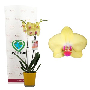 Rosa Schmetterlingsorchidee im gelben Glasgefäß, Topf ca. 12 cm Ø. Dekorative Zimmerpflanze.