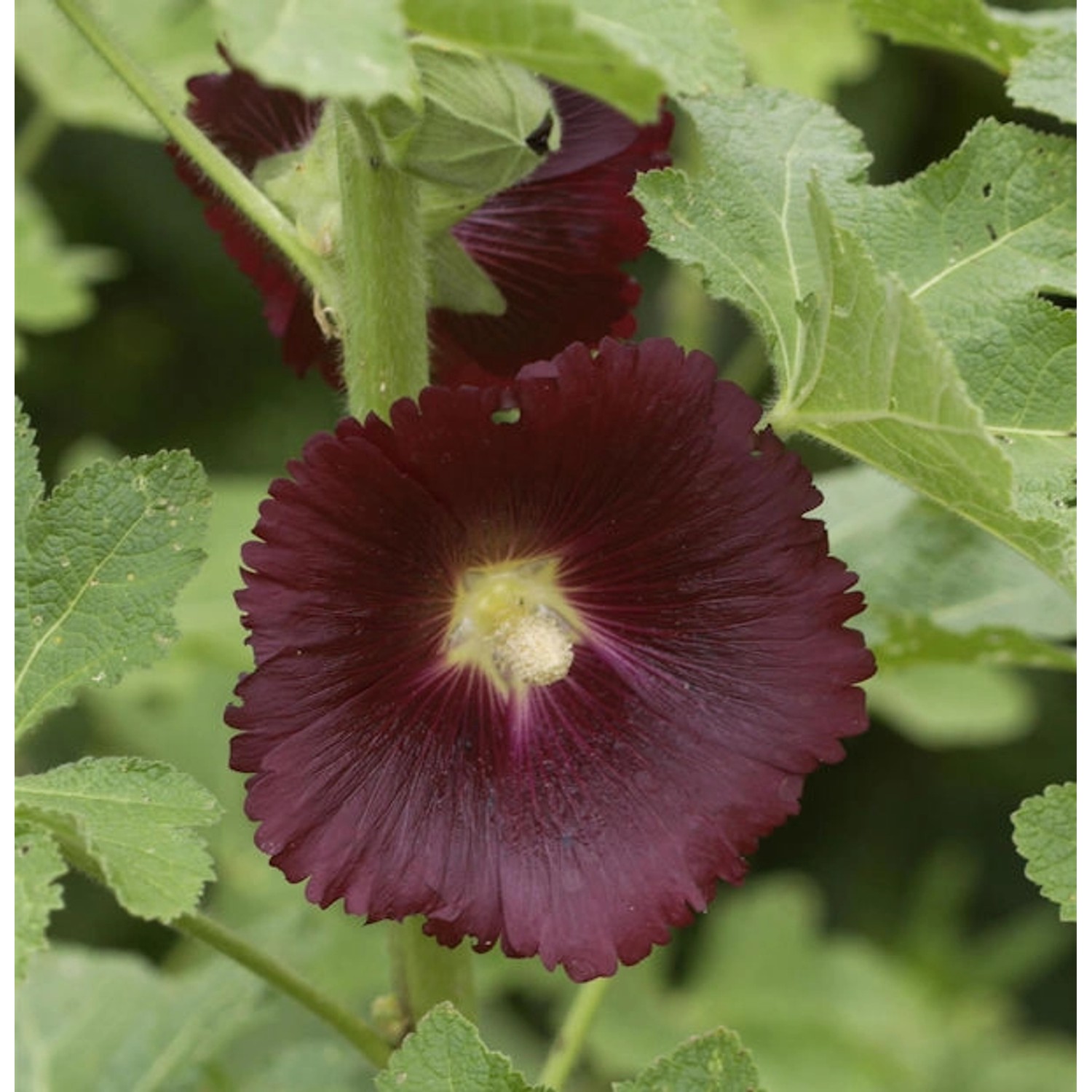 Schwarze Stockrose - Alcea rosea günstig online kaufen