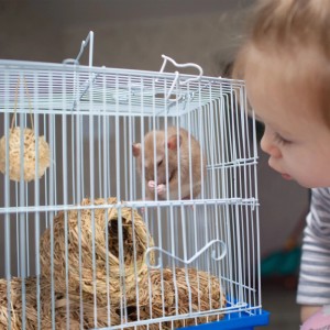 Hamsterzubehör Set aus Stroh und Gras: Tunnel, Nest und Ball im Käfig. Hamster knabbert, Kind schaut zu.