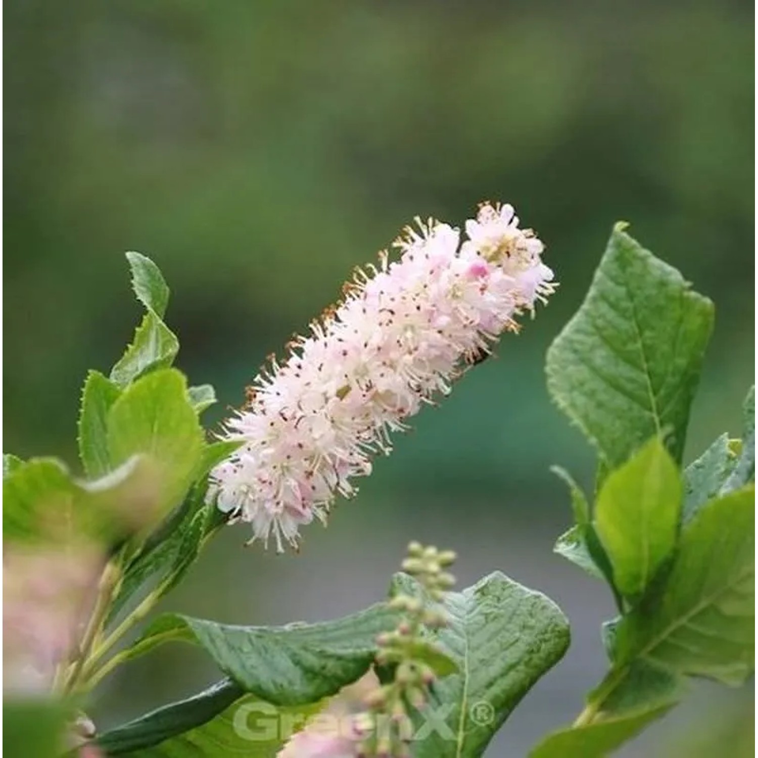 Rosa Zimterle Silberkerzenstrauch 60-80cm - Clethra alnifolia
