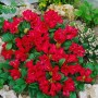 Leuchtend roter Rhododendron Repens Bengal (40–50 cm) im Gartenbeet.