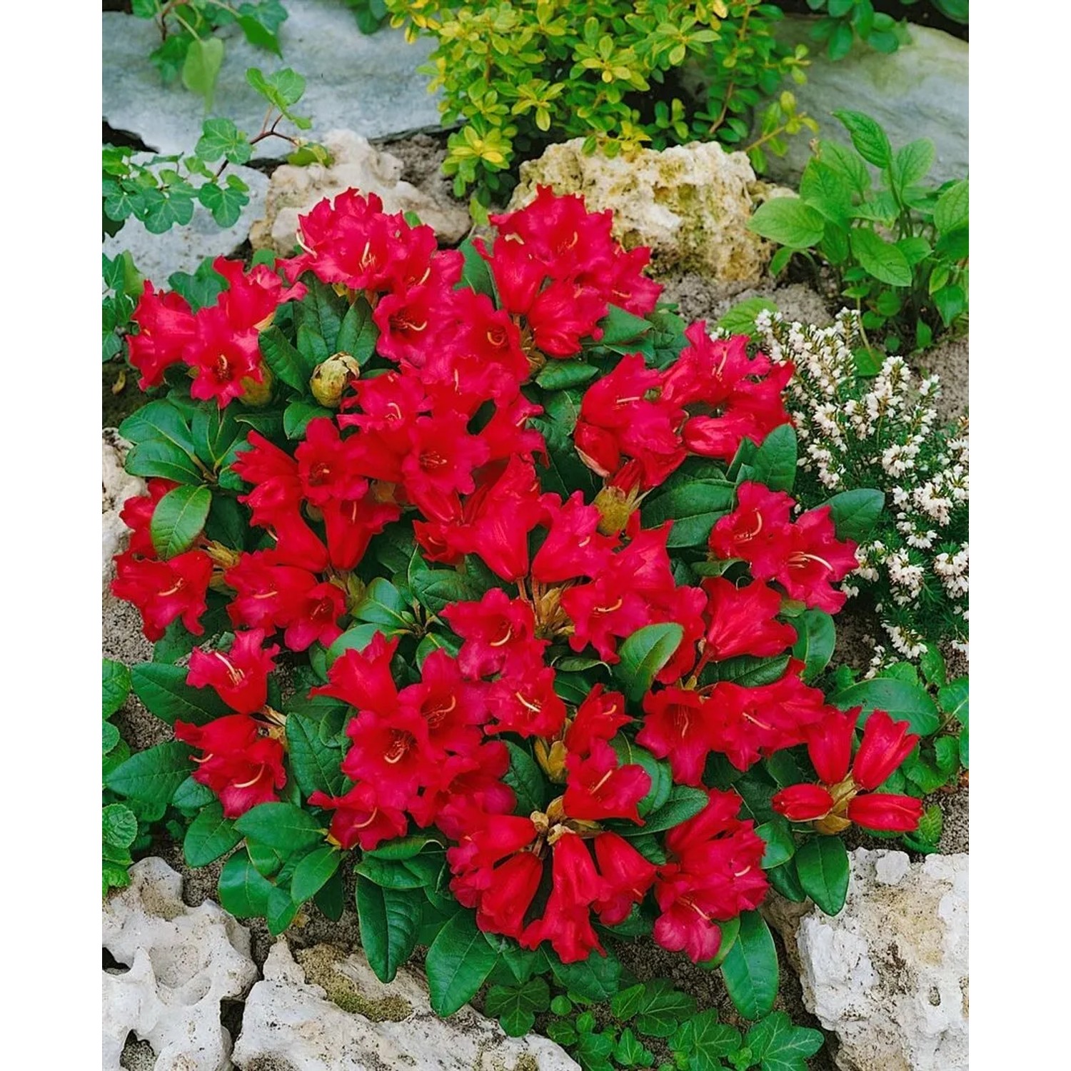 Leuchtend roter Rhododendron Repens Bengal (40–50 cm) im Gartenbeet.