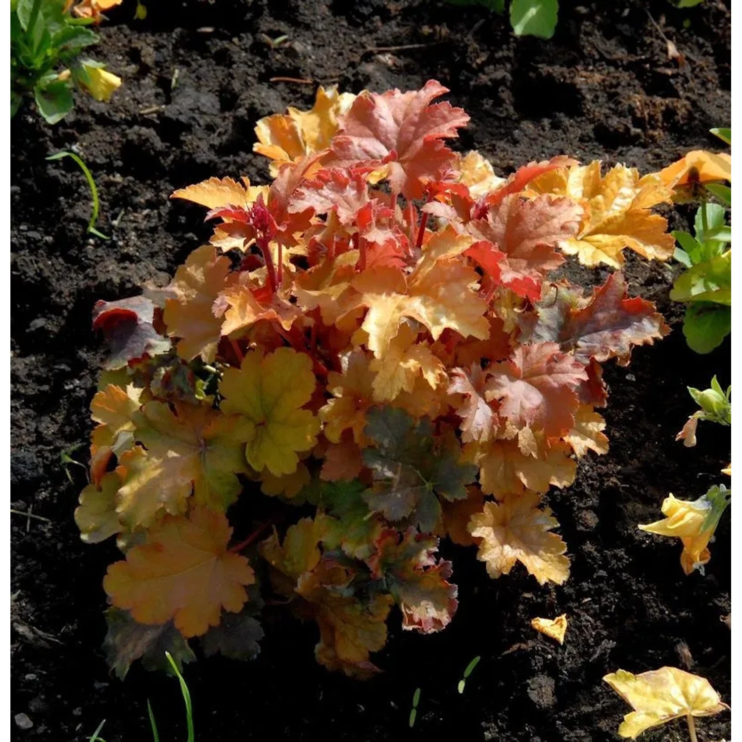 Purpurglöckchen Amber Waves - Heuchera micrantha
