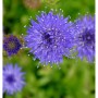 Nahaufnahme: Blaue Blüte des Sandglöckchens 'Blaulicht' (Jasione laevis), eine Staude für sonnige Standorte.