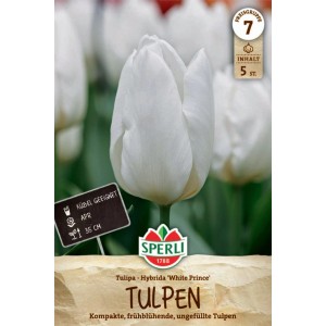Sperli Blumenzwiebel 'White Prince': weiße, ungefüllte Tulpe, geeignet für Kübel.