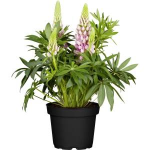 Zwerg-Lupine 'Nanus Gallery Rosa' im Topf, rosafarbene Blütenkerzen und grünes Laub.