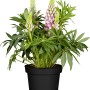 Zwerg-Lupine 'Nanus Gallery Rosa' im Topf, rosafarbene Blütenkerzen und grünes Laub.