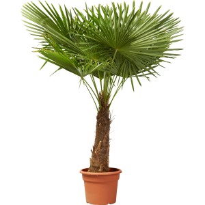 Hanfpalme (Trachycarpus fortunei) im Topf, ca. 120 cm hoch, mit grünen Fächerblättern.