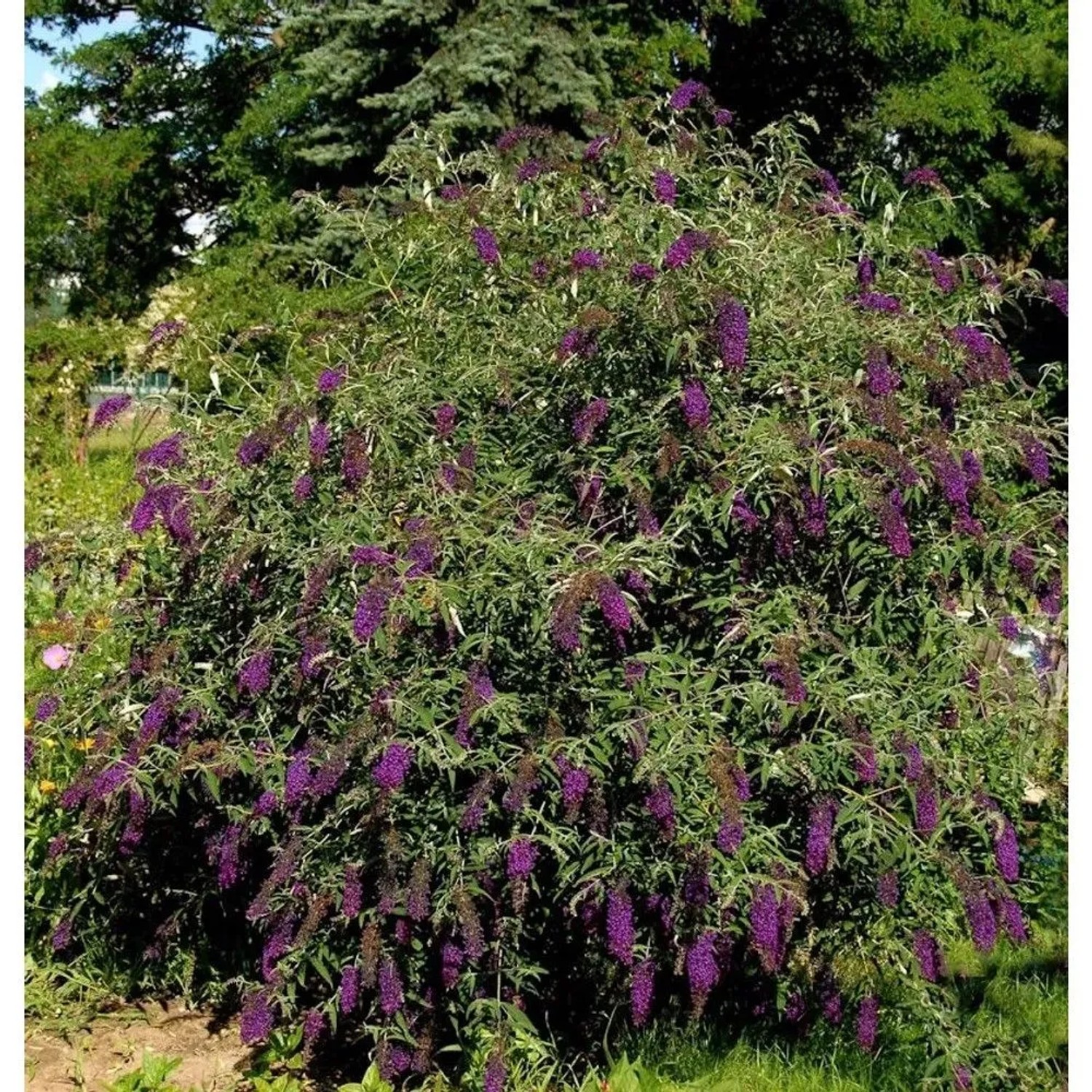 Sommerflieder Butterfly Tower 60-80cm - Buddleja