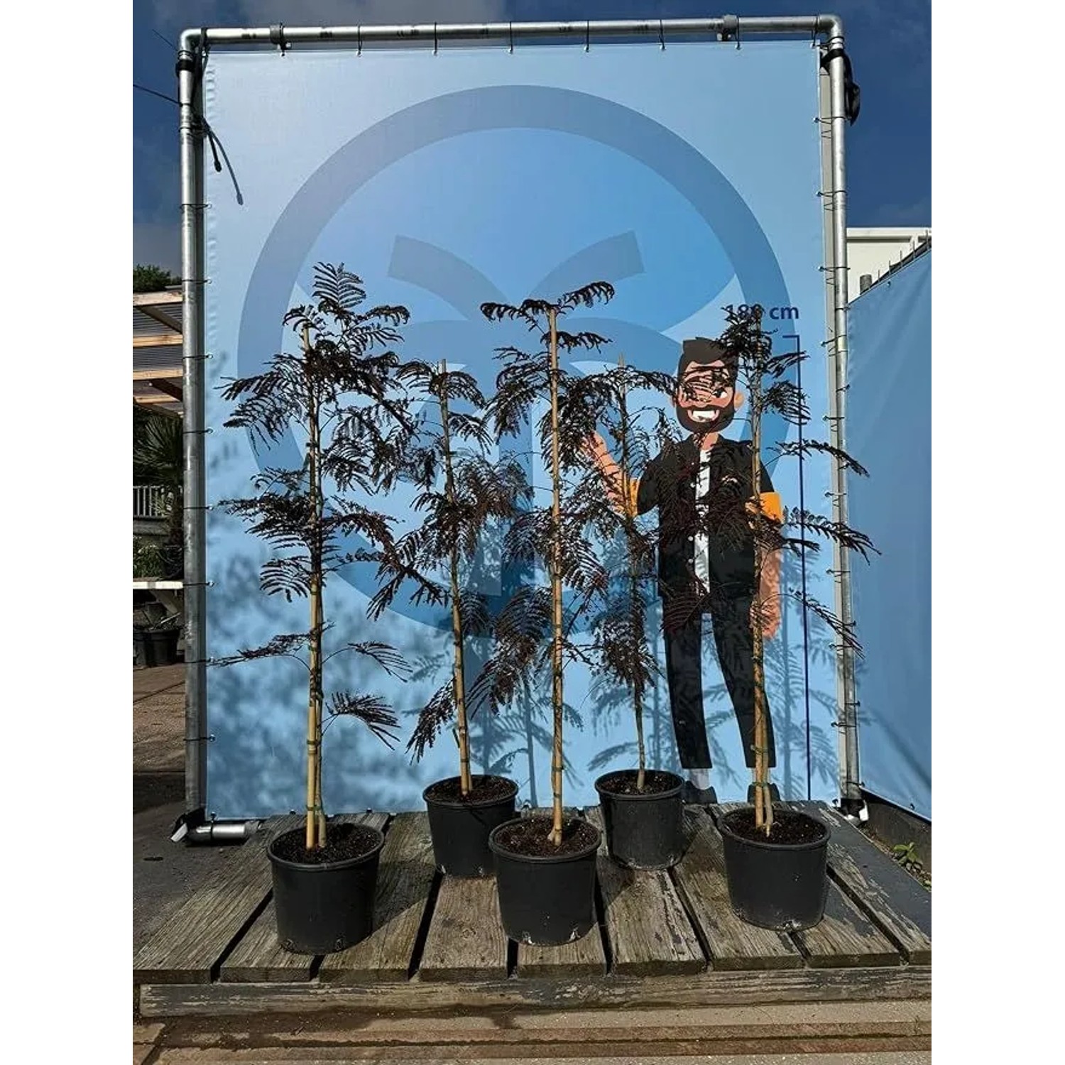 Winterharter Schlafbaum Albizia Summer Chocolate, 150 cm, mit dunklem Laub und rosa Blüte im Topf.