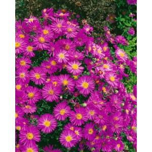 Kissenaster 'Starlight' mit leuchtend rosa Blüten im 9x9 cm Topf.