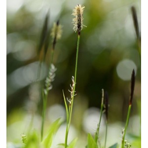 Nahaufnahme der Wimper-Segge (Carex pilosa), einer grünen Staude mit braunen Blütenständen.
