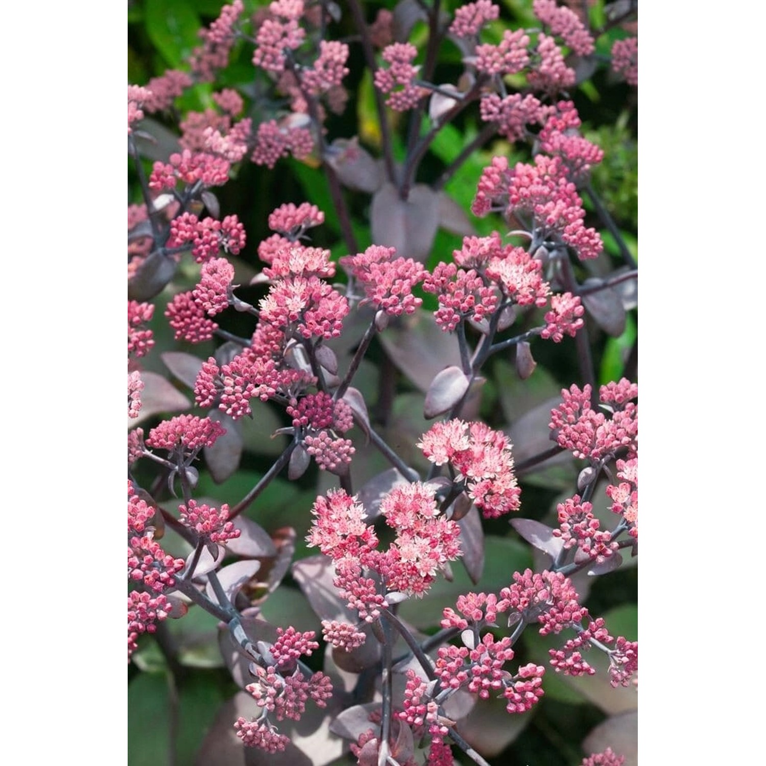 Sedum Telephium Xenox R Fette Henne Ca. 11x11 cm Topf günstig online kaufen