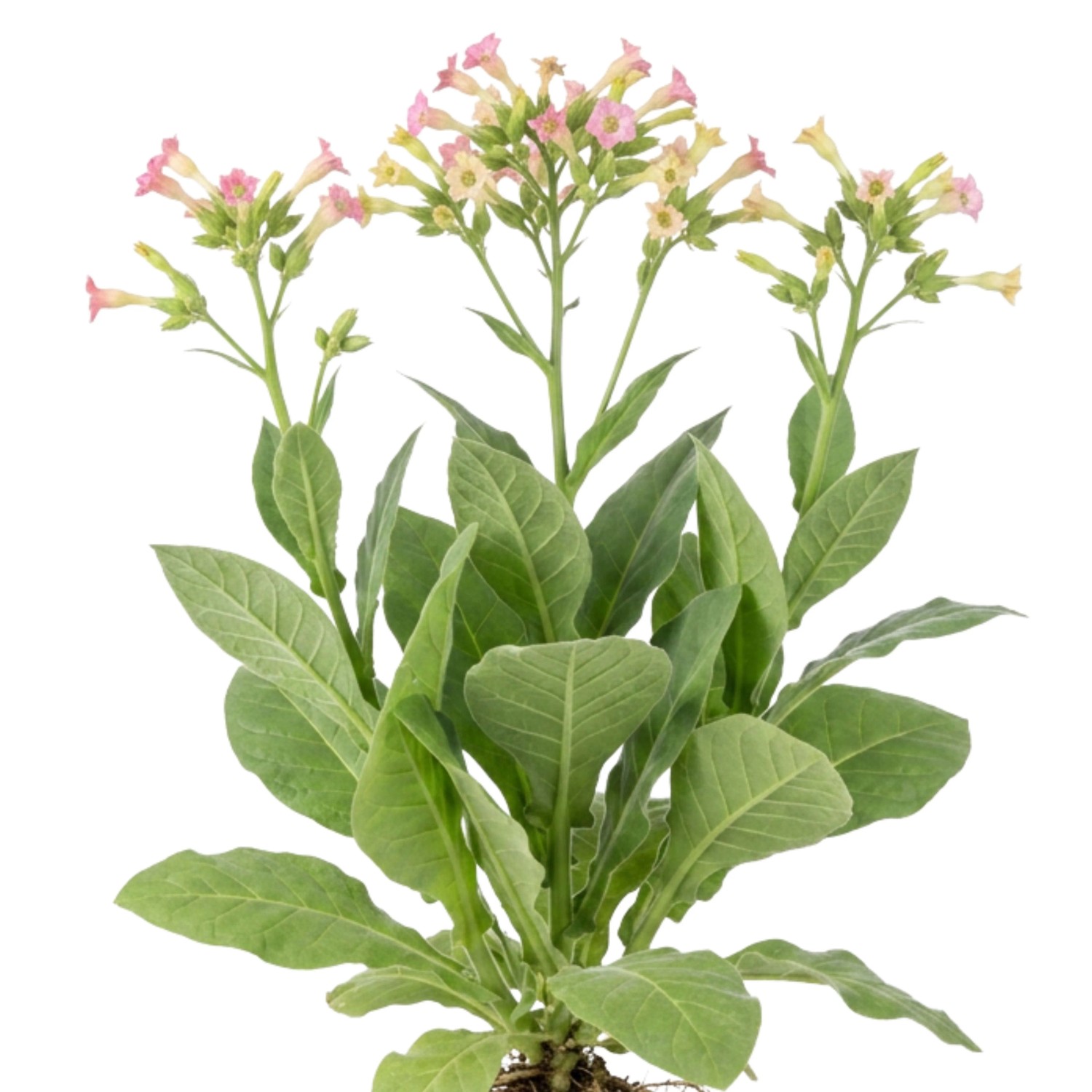 LaCaTho Tabak Mischung Samen Nicotiana 1000 Samen Zierpflanze