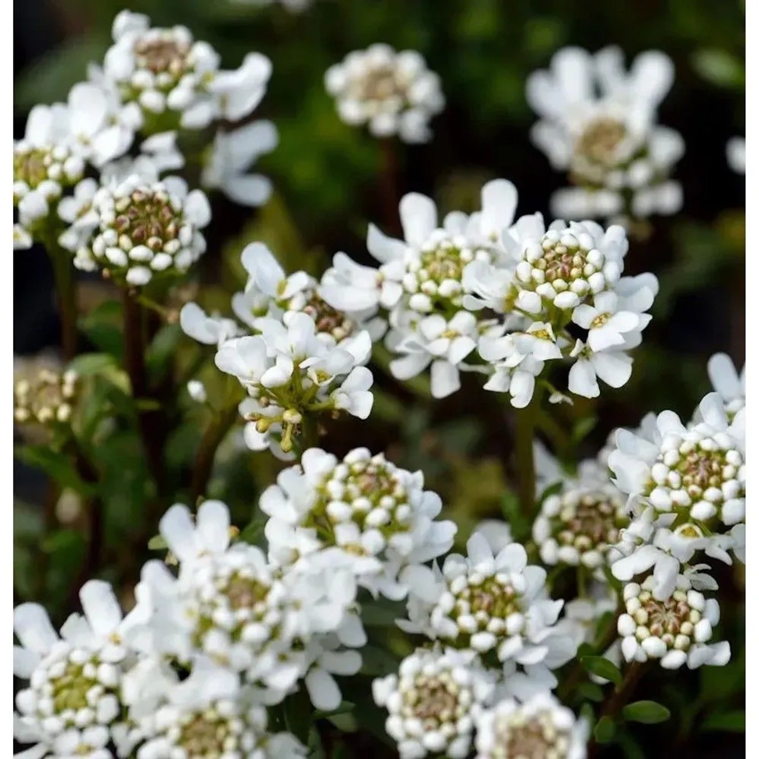 Schleifenblume Appen Etz - Iberis sempervirens
