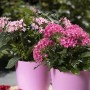 Fünfzahlstrauch 'BeeBright Pink' im Topf: Rosa Sommerpflanze für Balkon und Garten.