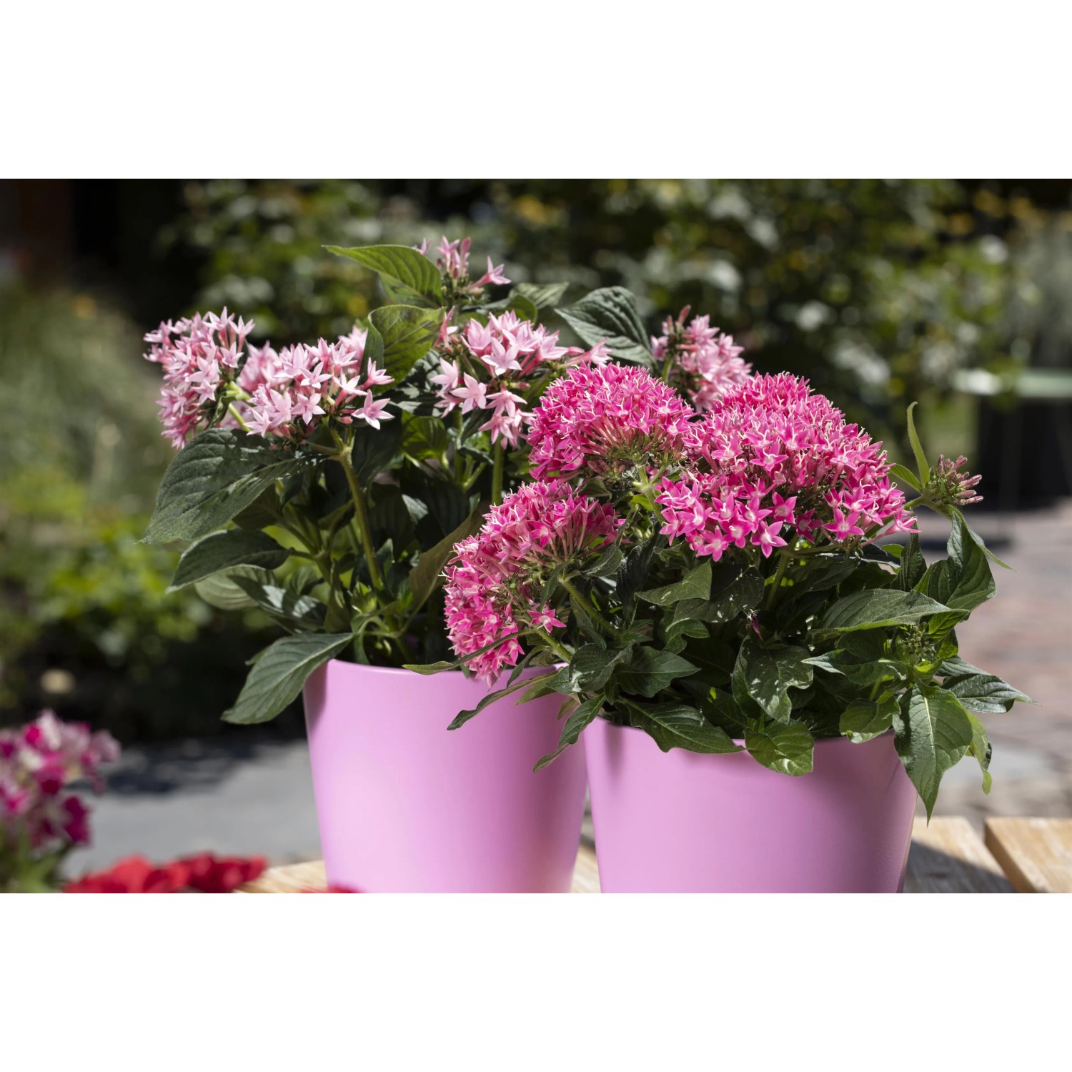 Fünfzahlstrauch 'BeeBright Pink' im Topf: Rosa Sommerpflanze für Balkon und Garten.