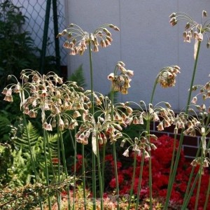 Blühender Bulgarischer Lauch (Nectaroscordum siculum) im Garten, Stauden mit glockenförmigen Blüten.