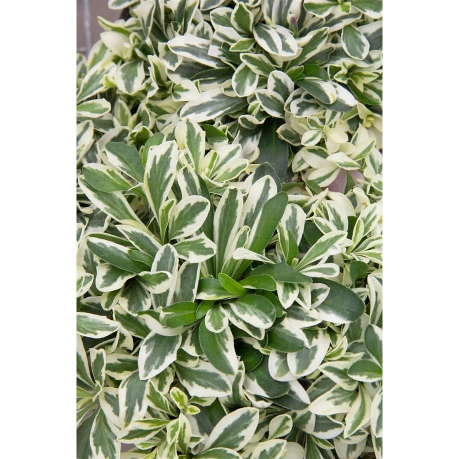 Arabis Ferdinandii-Coburgii Variegata Gänsekresse Buntlaubig Ca. 9x9 cm Top günstig online kaufen