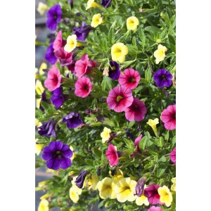 Zauberglöckchen im Topf, ca. 14 cm Ø, Calibrachoa hyb. mit gelben, pinken und lila Blüten.