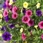 Zauberglöckchen im Topf, ca. 14 cm Ø, Calibrachoa hyb. mit gelben, pinken und lila Blüten.