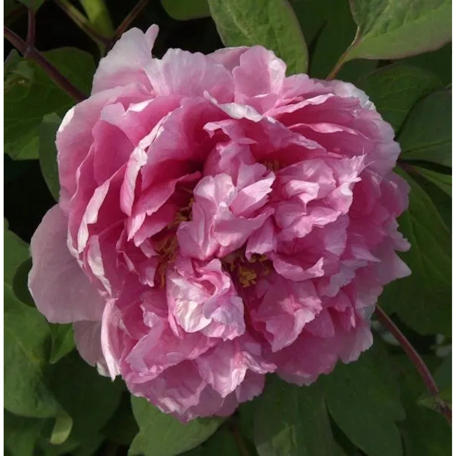 Strauchpfingstrose Madme Stuart Low - Paeonia suffruticosa