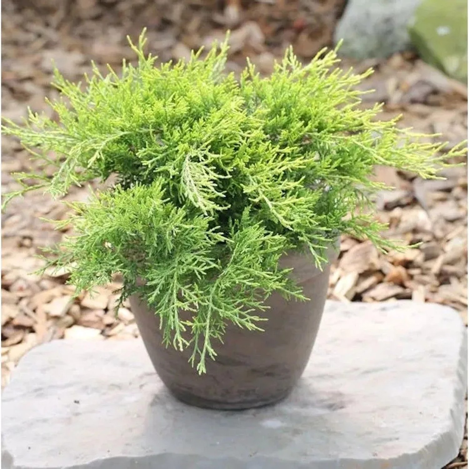 Goldgelber Wacholder Old Gold 40-60cm - Juniperus media
