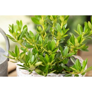 Zwerg-Rhododendron Bloombux Pink im Topf, grüne Blätter. Ideal für Kübelbepflanzung.