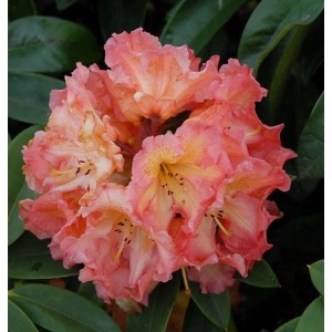Nahaufnahme der rosa-orangen Blüte des Rhododendron Sun Fire, einer Alpenrose.