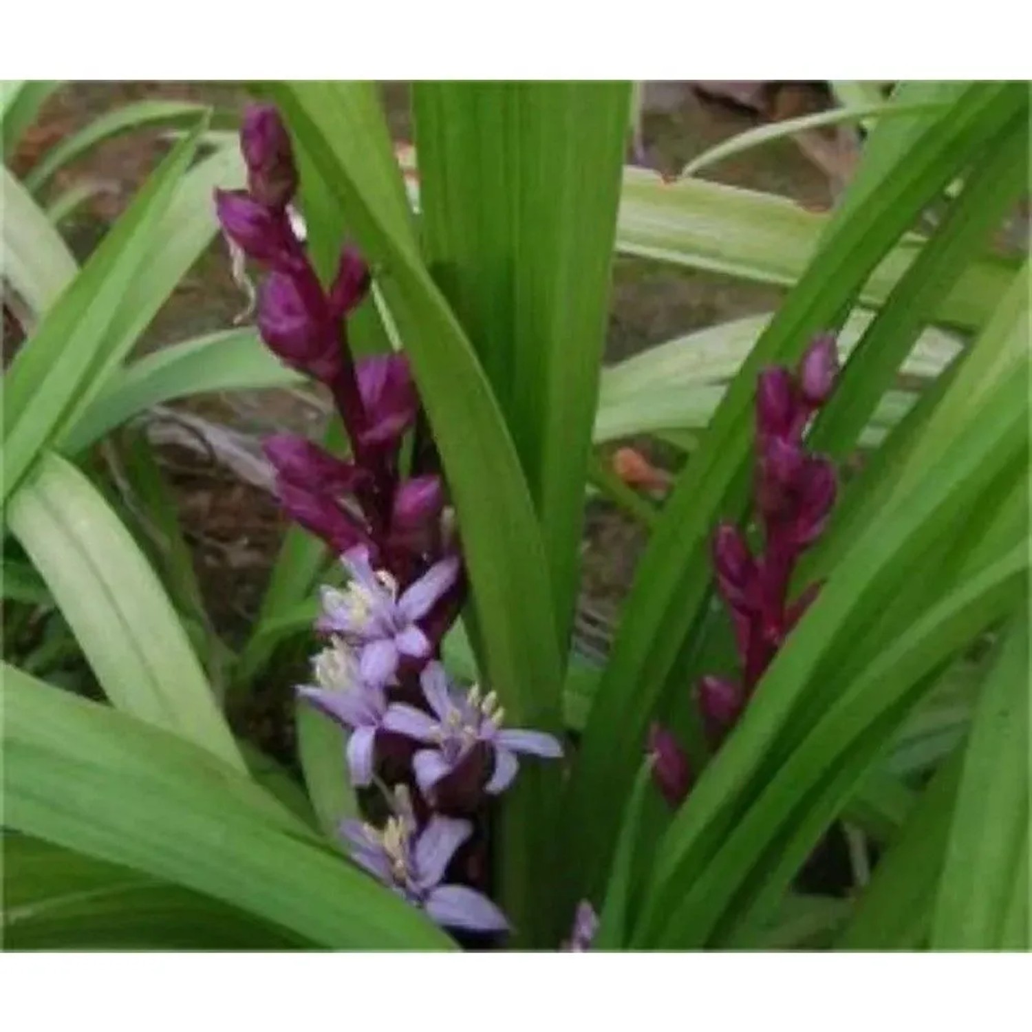 Reineckea - Reineckea carnea