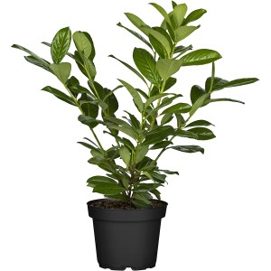 Kirschlorbeer Novita im Topf, ca. 30-40 cm hoch, immergrüne Heckenpflanze für den Garten.
