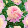 Nahaufnahme der rosa-gelben Paeonia Lactiflora Pfingstrose im Topf, eine blühende Zimmerpflanze.