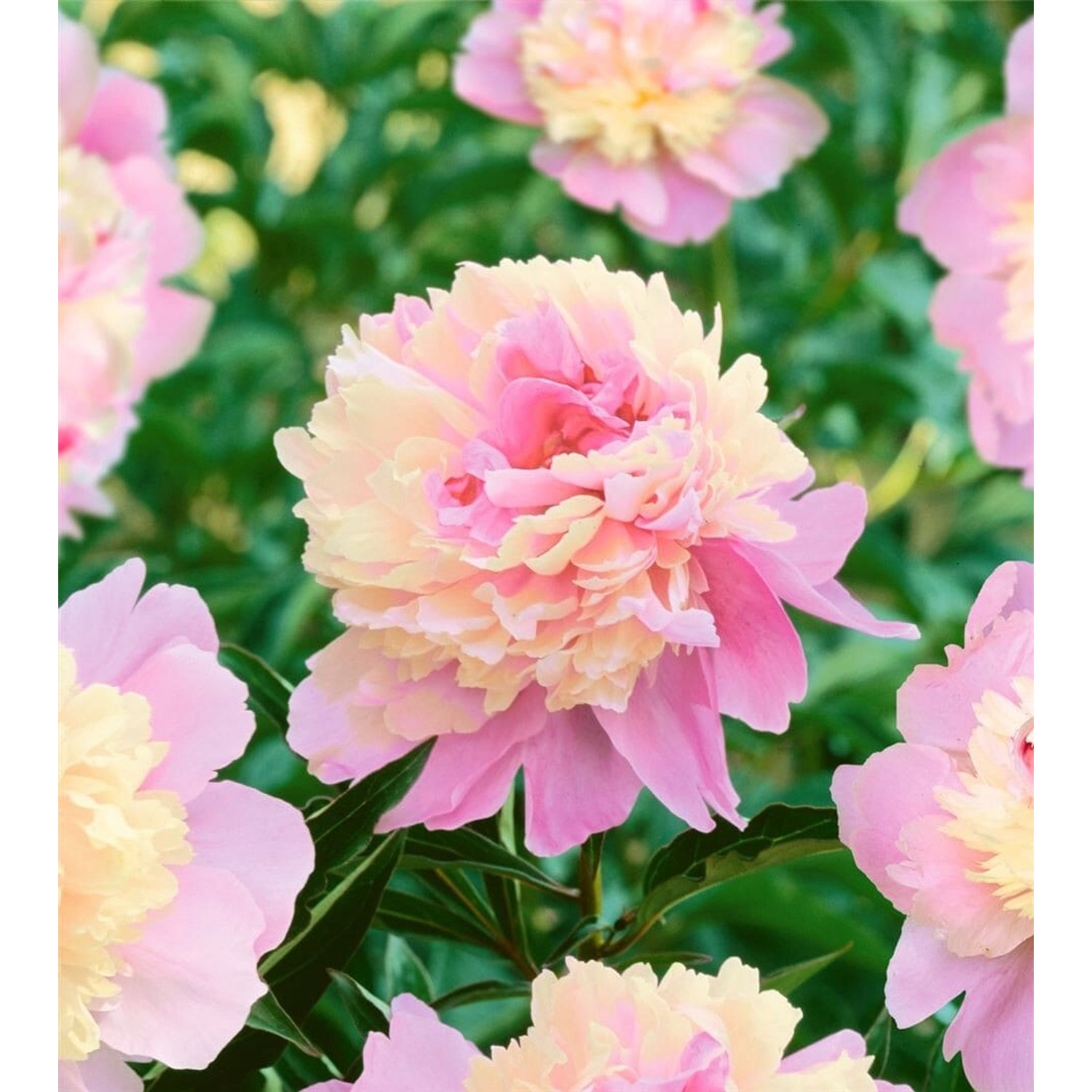 Paeonia Lactiflora Pfingstrose Ca. 14x14 cm Topf günstig online kaufen
